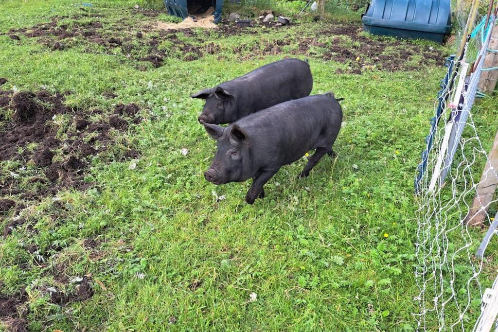 Squealing Pig Bothy