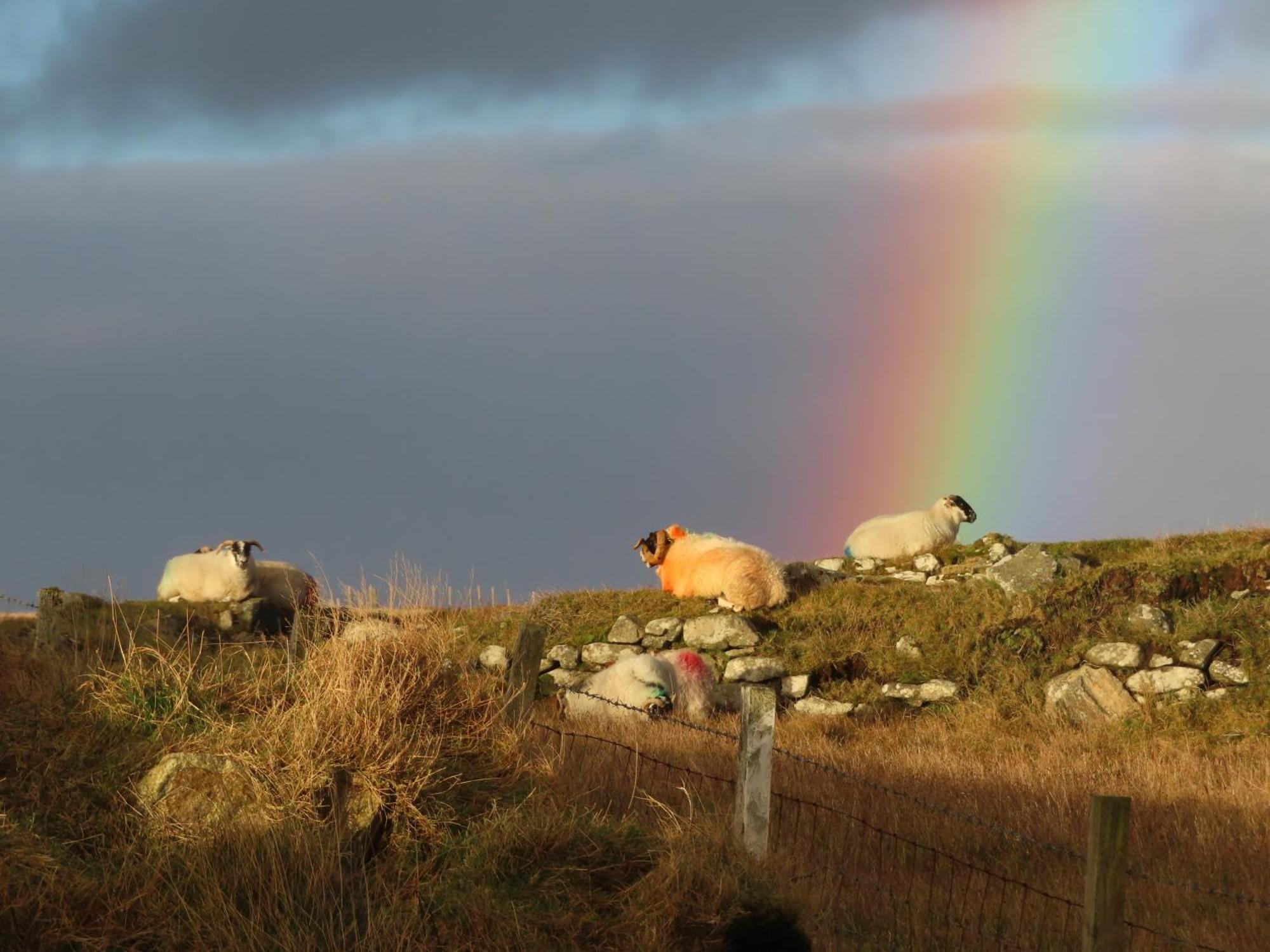 Holiday home Squealing Pig Bothy