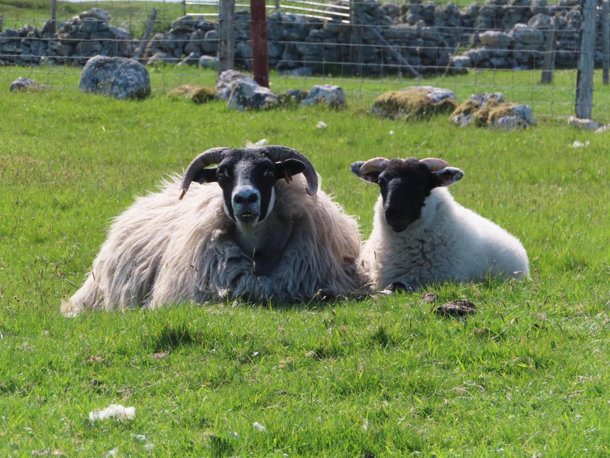 Holiday home Squealing Pig Bothy Barvas