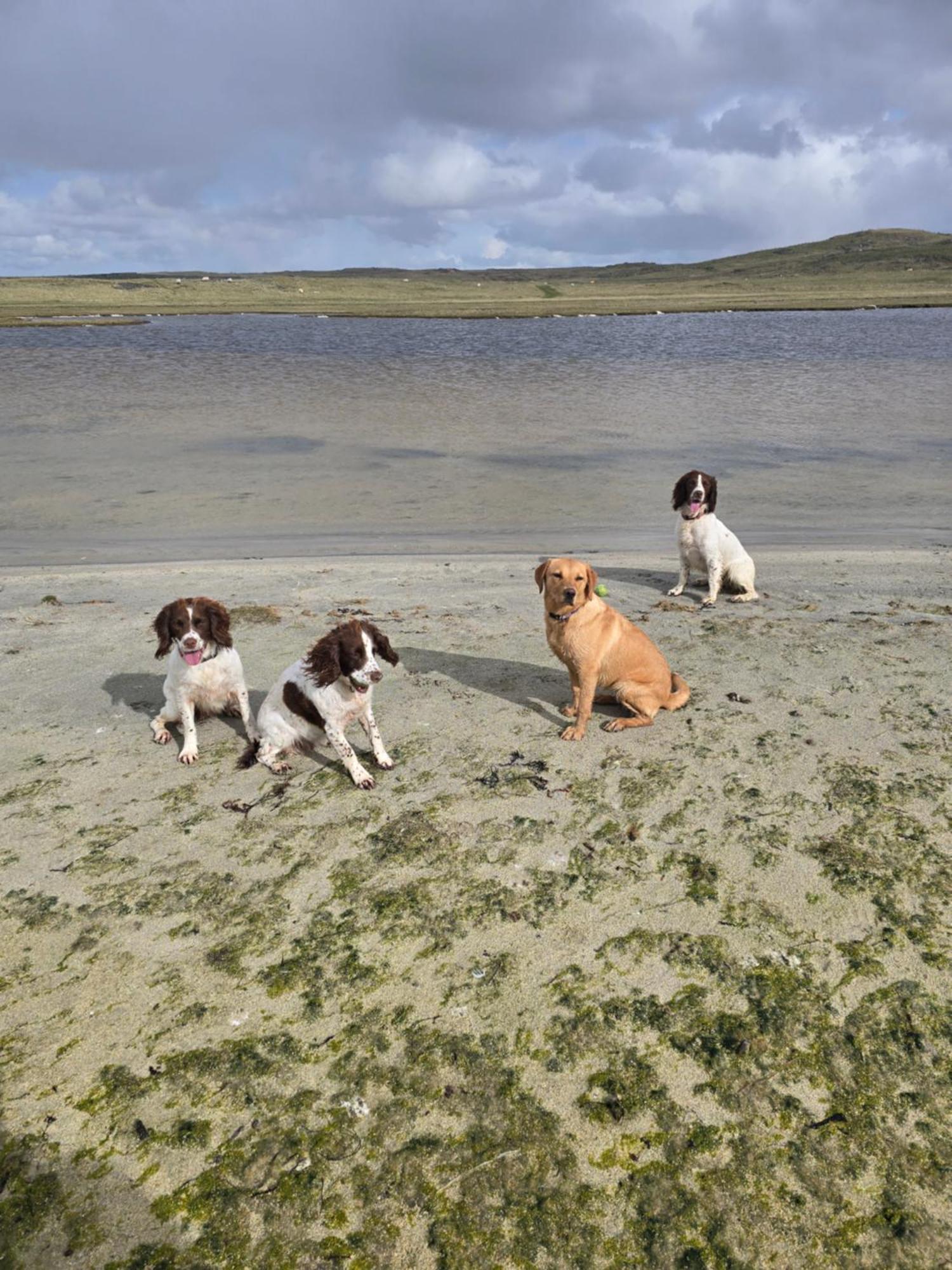 Squealing Pig Bothy Holiday home *