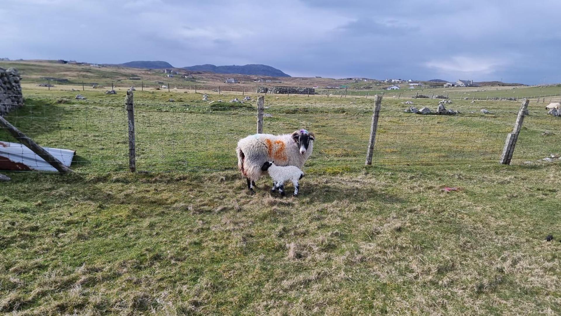 Holiday home Squealing Pig Bothy *