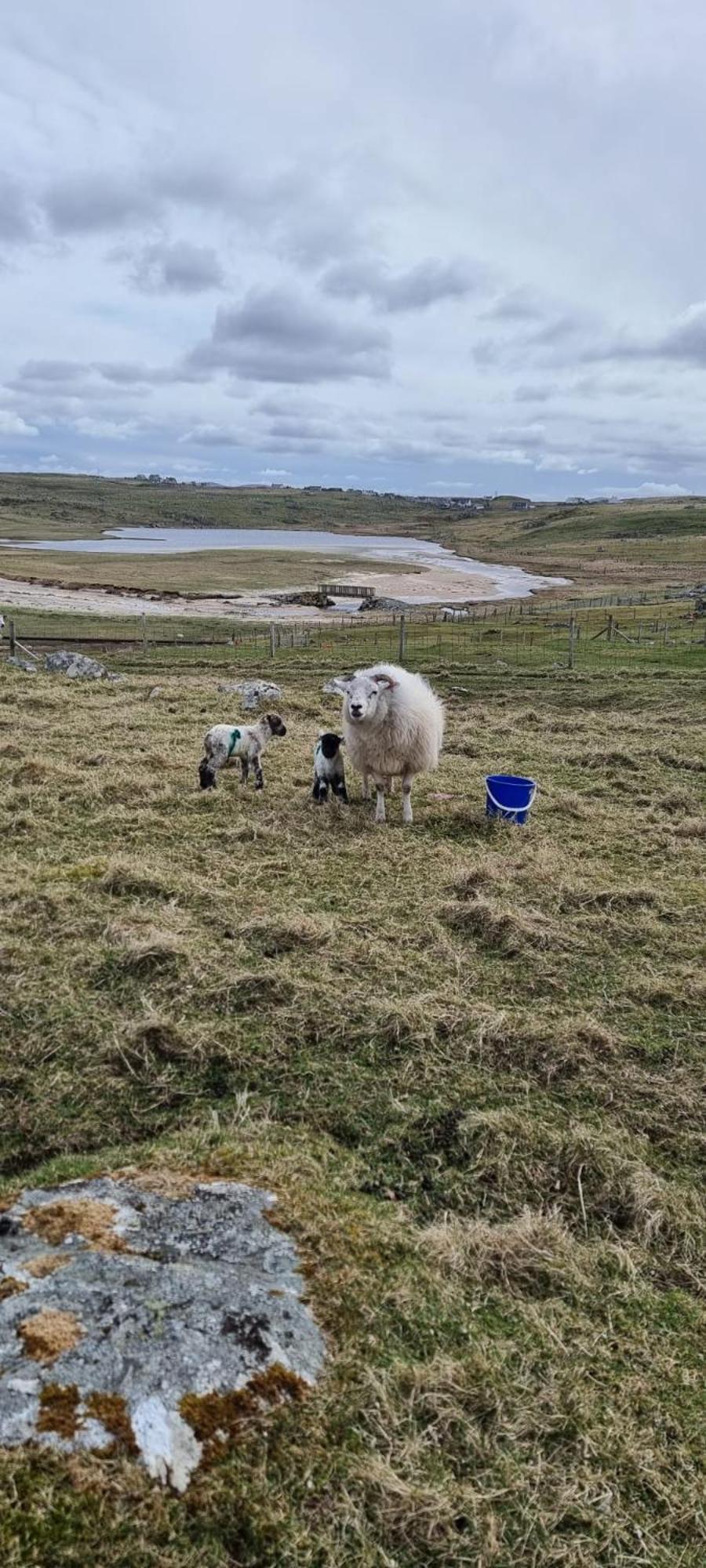 Squealing Pig Bothy Holiday home