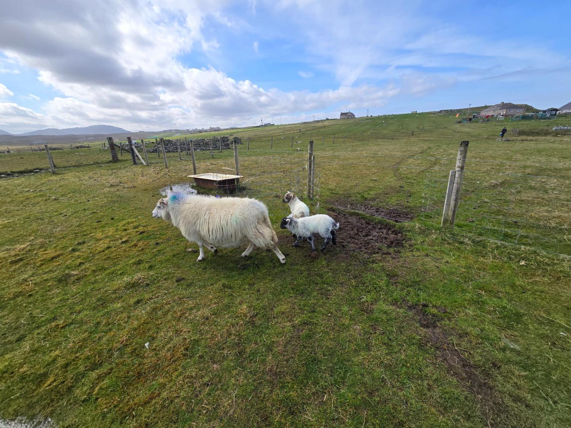 Holiday home Squealing Pig Bothy Barvas